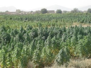A field of Cannabis